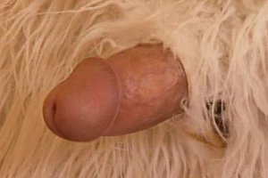 Heyzohot4k岛国 Porn